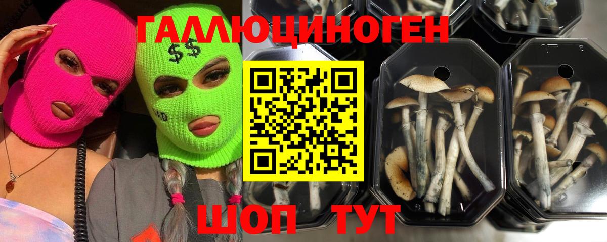 Галлюциногенные грибы MAGIC MUSHROOMS  Вход с VPN  Старая Купавна  Галлюциногенные грибы мицелий 